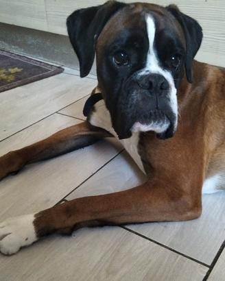 Boxer con pedigree