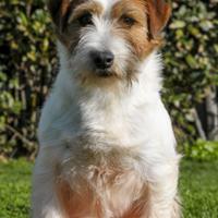 Femmina Jack Russell Broken 5 anni
