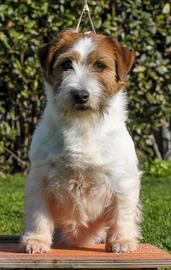 Femmina Jack Russell Broken 5 anni