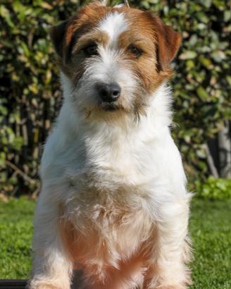 Femmina Jack Russell Broken 5 anni