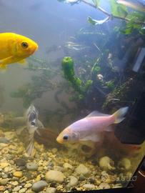 piante acquatiche