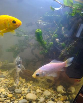 piante acquatiche