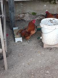 Galli araucana disponibili