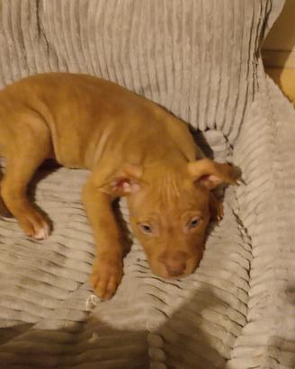 American Pitbull terrier Red nose