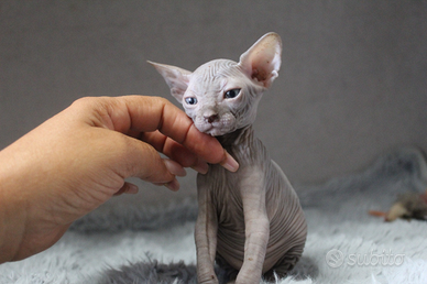 Cucciolo sphynx disponibile