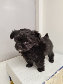 Maltipoo Mini Toy Maschietto