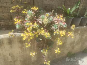 pianta grassa sedum