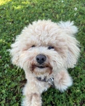 Monta Maltipoo