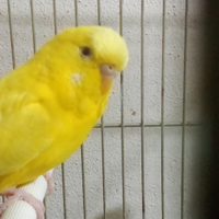 Cocorite