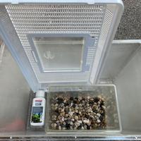 Vasca per pesci + accessori