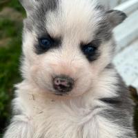 Siberian Husky