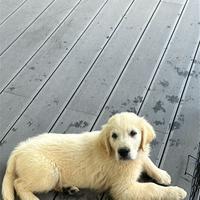 Cucciolo di golden retriver