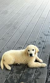 Cucciolo di golden retriver