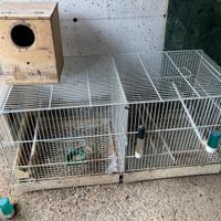 Gabbia per Papagalli