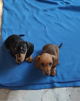 Bassotti nani / kaninken pedigree Enci