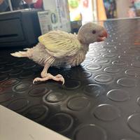 Parrochetto