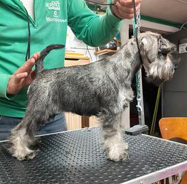 Schnauzer nano pepe e sale