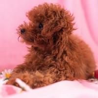 Barboncini Toy e mini