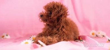 Barboncini Toy e mini