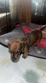 Cuccioli bassotti arlecchino fulvo merle