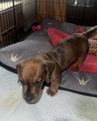 Cuccioli bassotti arlecchino fulvo merle