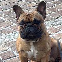 Bulldog francese disponibile per monte