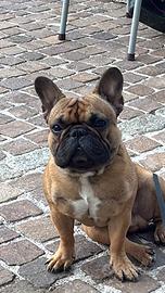 Bulldog francese disponibile per monte