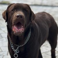 Labrador chocolate puro per monta con pedigree