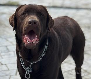 Labrador chocolate puro per monta con pedigree