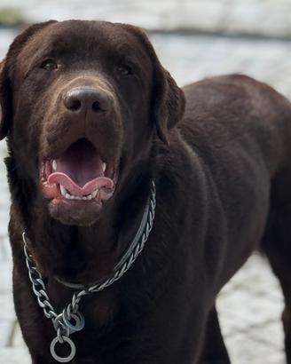 Labrador chocolate puro per monta con pedigree