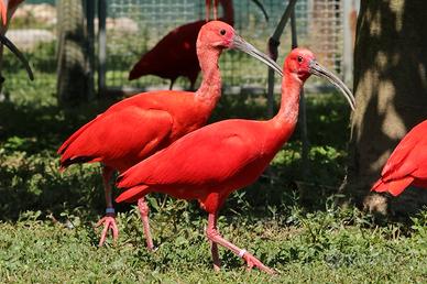 Ibis rossi