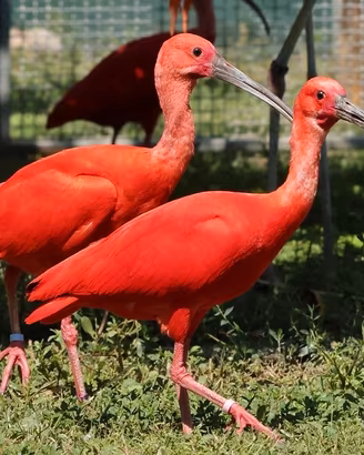 Ibis rossi