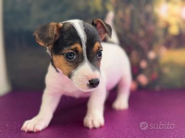 Jack Russell