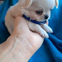 Chihuahua bianco PL