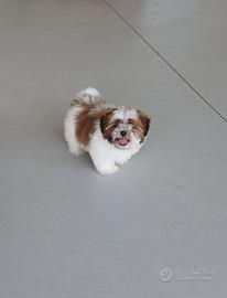 Cucciolata di Shitzu