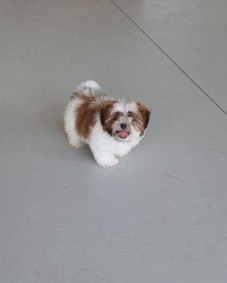 Cucciolata di Shitzu