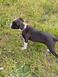 Amstaff cucciolo