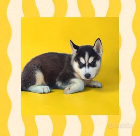 Husky