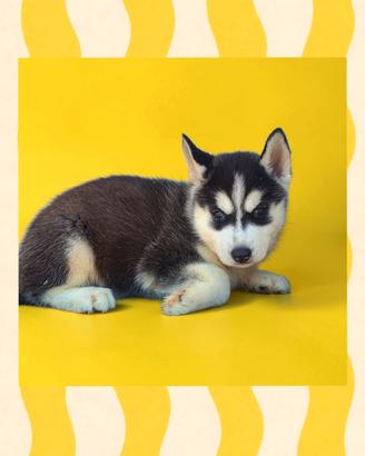 Husky
