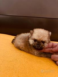 Spitz Pomerania