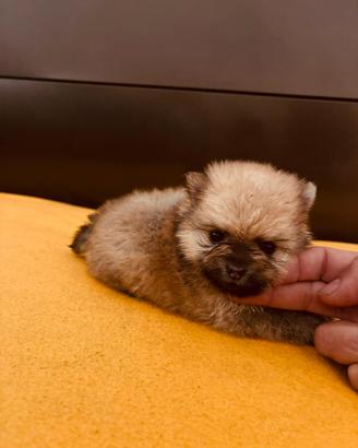 Spitz Pomerania