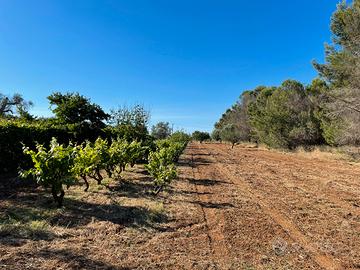 Terreni agricoli uliveti