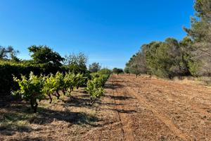 Terreni agricoli uliveti