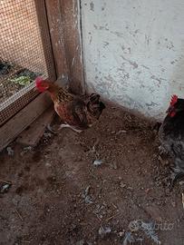 gallina Phoenix 
