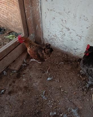 gallina Phoenix 