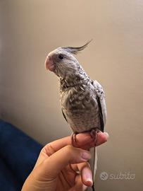 Calopsite allevata a mano