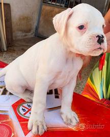Boxer