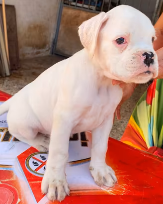Boxer