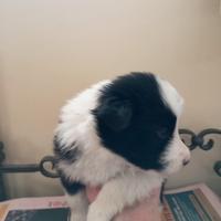 Cuccioli border collie di razza nati il 12/1/2026