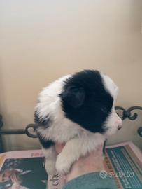 Cuccioli border collie di razza nati il 12/1/2026